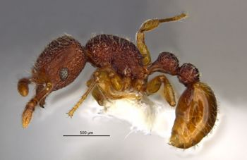 Media type: image;   Entomology 32301 Aspect: habitus lateral view